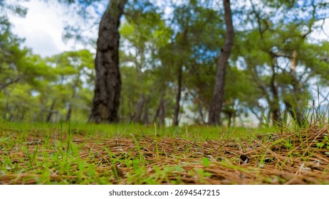 Low angle ground view in a pine forest with needles covering the earth under tall green trees representing nature and wilderness