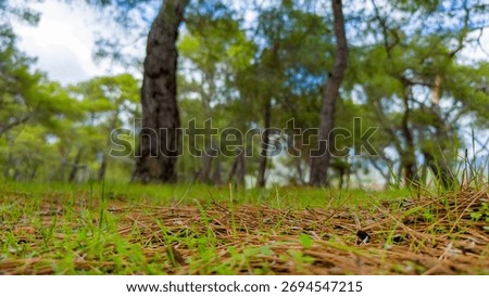 Low angle ground view in a pine forest with needles covering the earth under tall green trees representing nature and wilderness