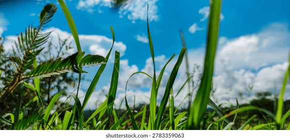 Low angle, ground-level close up view looking up through vibrant green blades of grass and wild weeds against a bright blue sky filled with fluffy white clouds.