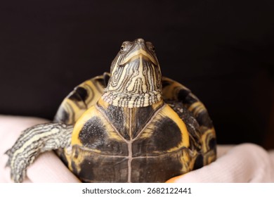 Low angle: head, shell, and front legs visible. Emphasis on texture, scales, and natural motion. - Powered by Shutterstock - Get 15% off with code: PIKWIZARD15