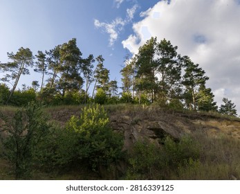 Low angle landscape view of a sandy earthen slope topped with green pine trees against a bright blue sky filled with white clouds.