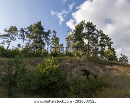 Low angle landscape view of a sandy earthen slope topped with green pine trees against a bright blue sky filled with white clouds.