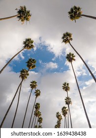 Low Angle Looking Forward And Down The Block At Rows Of Tall Palm Trees Lining A Suburban California Street.