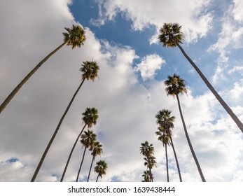 Low Angle Looking Forward And Down The Block At Rows Of Tall Palm Trees Lining A Suburban California Street.