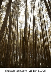 Low Angle Looking Up at Pine Tree Canopy Against Bright Sky