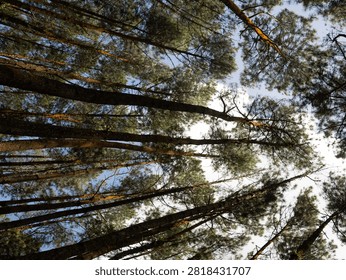 Low Angle Looking Up at Pine Tree Canopy Against Bright Sky