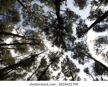 Low Angle Looking Up at Pine Tree Canopy Against Bright Sky