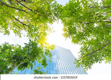 Low angle looking up view of a modern downtown office building surrounded by greenery tree, the surface window outside reflecting clear blue sky. Fresh air, Green living city, Air quality concept.