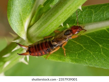 Low angle macro shot of a common earwig on a green leaf