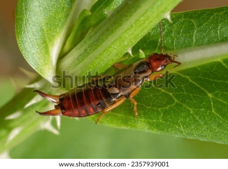 Low angle macro shot of a common earwig on a green leaf