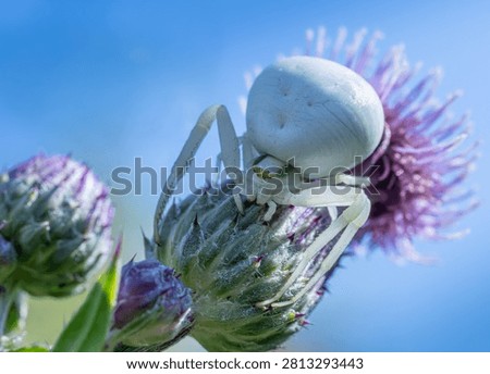 Low angle macro shot of white flower crab spider (Misumena vatia) on a purple thistle against blue sky