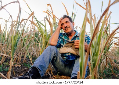 Low Angle Of An Old Farmer Sitting Down In The Cornfield, Sad Farmer, Corn Crops Damaged By Dry Climate