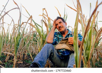 Low Angle Of An Old Farmer Sitting Down In The Cornfield, Sad Farmer, Corn Crops Damaged By Drought