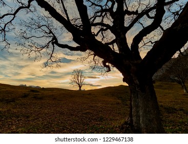 Low angle partial view of an isolated bare tree against the evening sky