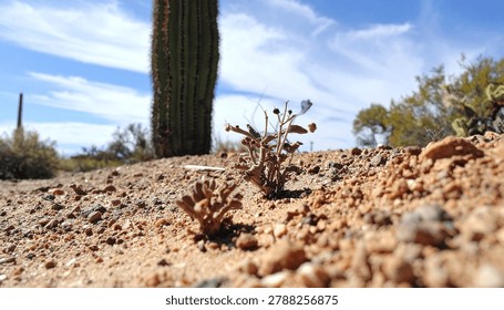 Low angle perspective capturing the arid botanical concept of a tall saguaro cactus, highlighting the delicate succulent flora remaining entirely untouched in absolute solitude across the dry sand.