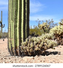 Low angle perspective capturing the arid botanical concept of a tall saguaro cactus, highlighting the delicate succulent flora remaining entirely untouched in absolute solitude across the dry sand.