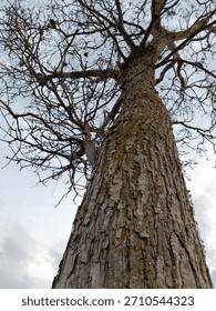 Low angle perspective emphasizes the impressive height and girth of the large tree.