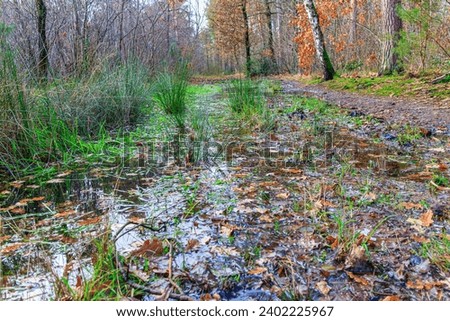 Low angle perspective of a hiking trail between wild grass flooded with rainwater, trees in background, autumn day in Hoge Kempen national park, Lieteberg Zutendaal Limburg, Belgium