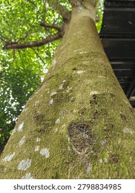 Low angle perspective of a large tree trunk covered with green moss and natural textures, reaching toward a lush forest canopy. Captured outdoors in daylight with soft bokeh background, showcasing nature, growth, and environmental beauty.