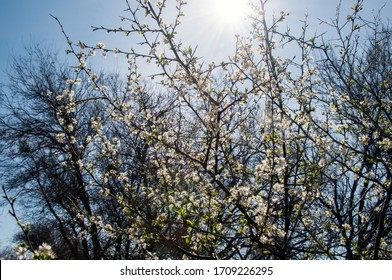 Low Angle Perspective Looking Up At The Sun Thought A Flowering Tree