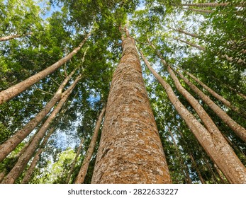 Low Angle Perspective Looking Up at Tall Forest Trees