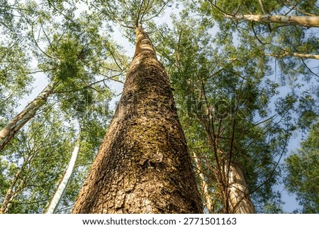 Low Angle Perspective of a Mature Eucalyptus Tree Trunk with Textured Peeling Bark in a Forest