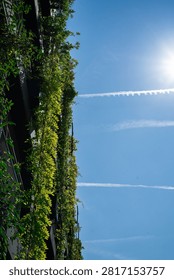 Low angle perspective of a modern green building facade with climbing plants, looking up against a bright sunny blue sky with condensation vapor trails