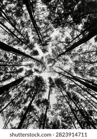 Low angle perspective of tall pine tree canopy against an overcast white sky in a dense forest, looking up view.