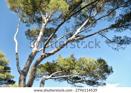 Low angle perspective view of green aleppo pine tree crowns with long textured branches and needles background against clear blue sky on background in mediterranean coastal forest area landscape