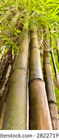 Low angle perspective view looking up at tall green bamboo trunks and canopy leaves in forest.