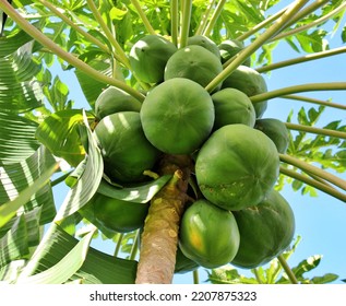 Low Angle Photography Of Papayas Hanging On Tree Under Bluesky