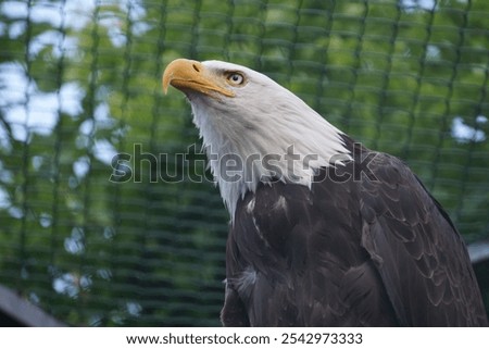 A low angle portrait of bald eagle in its aviary