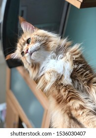 Low angle of a red tabby with white Maine Coon cat sitting indoors - Shutterstock ID 1536030407