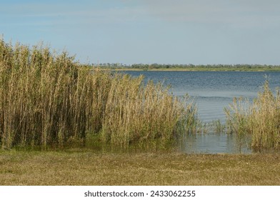 Low angle to right shape of green and dry brown reeds with grass in foreground at Myakka River State Park in Sarasota, Florida. Green grass on the far shore. On a sunny afternoon with a blue lake.