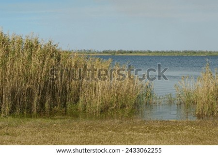 Low angle to right shape of green and dry brown reeds with grass in foreground at Myakka River State Park in Sarasota, Florida. Green grass on the far shore. On a sunny afternoon with a blue lake.