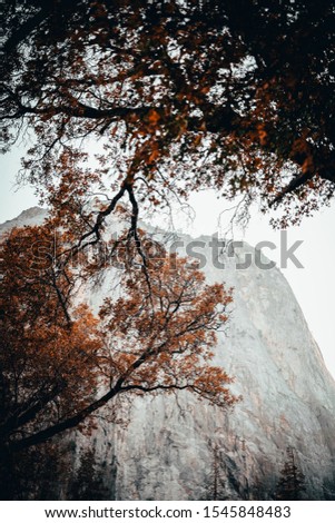 A low angle scene of trees with orange-colored leaves in autumn with a foggy rock in the background