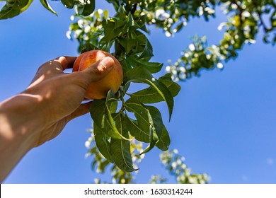 Low Angle, Selective Focus And Close Up View On Hand Picking A Ripe Peach Fruit From The Tree Branch Against A Clear Blue Sky In The Background