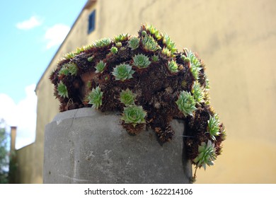 A low angle selective focus shot of succulents growing on a rock with a blurry background