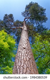 Low Angle Shoot Of A Giant Pine Tree In The Virginia Water Park - UK