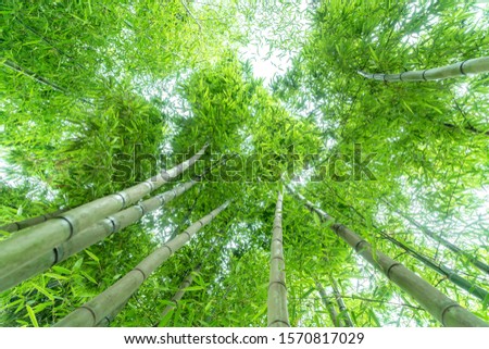 Low angle shot of bamboo forest