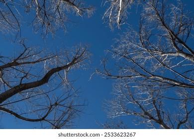 A low angle shot of bare branches of tall trees against a clear blue sky in winter - Powered by Shutterstock