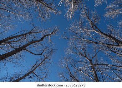 A low angle shot of bare branches of tall trees against a clear blue sky in winter - Powered by Shutterstock