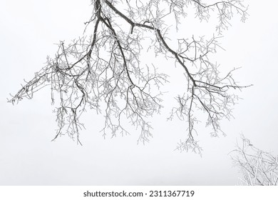 A low angle shot of bare trees covered in fog in winter - Powered by Shutterstock