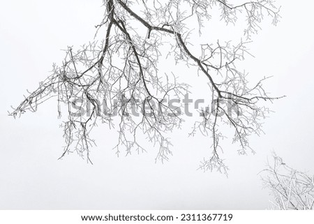 A low angle shot of bare trees covered in fog in winter
