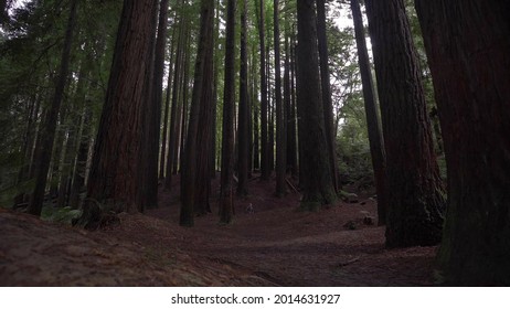 A low angle shot of a beautiful forest filled with tall trees on a warm summer day - Powered by Shutterstock