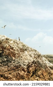 A Low Angle Shot Of Birds Flying In The Sky And One Bird Sitting On A Rocky Hill On A Sunny Day