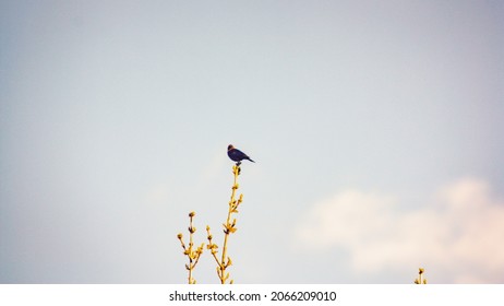 Low Angle Shot Of A Black Bird Perched On Top Of A Tree Against The Sky.