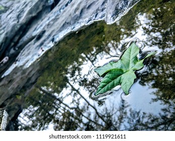 Low Angle Shot Of A Bright Green Leaf, Floating Gently On A Still Pool Of Water.