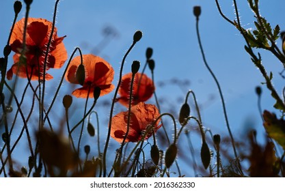 Low Angle Shot Of Bright Red Poppies Against A Blue Sky. High Quality Photo