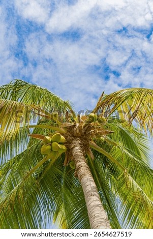 A low angle shot of a coconut tree against blue cloudy sky in bright sunlight